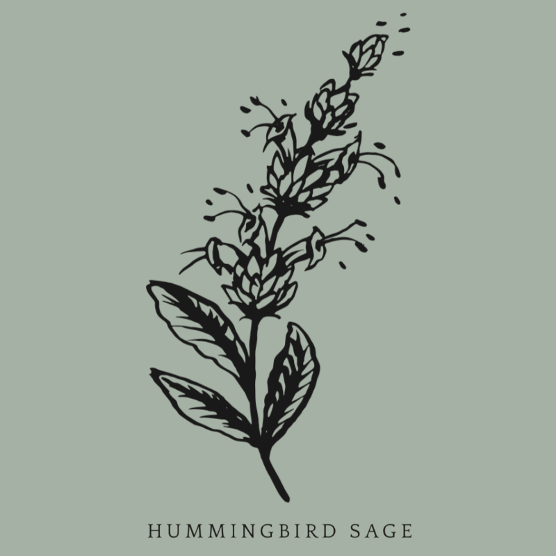 Hummingbird Sage